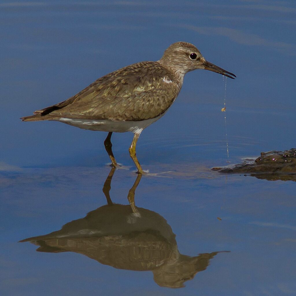 Common Sandpiper