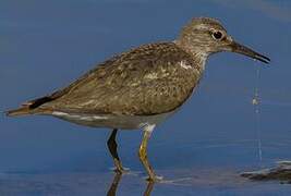 Common Sandpiper