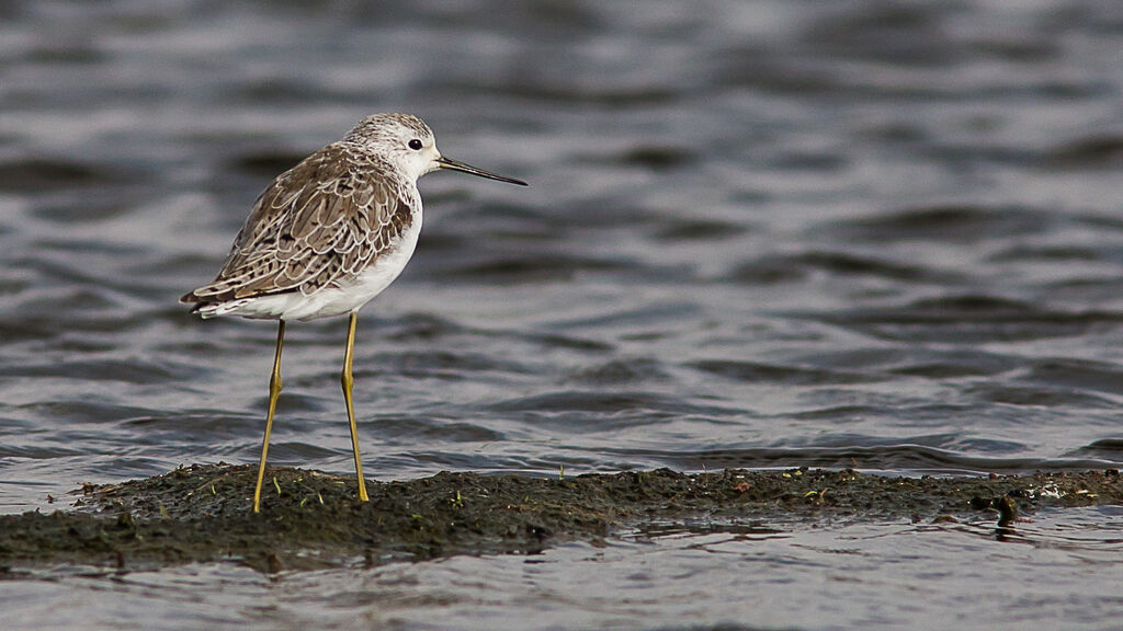 Marsh Sandpiper