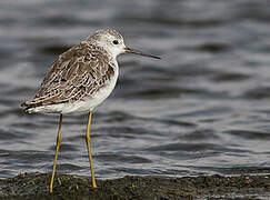 Marsh Sandpiper