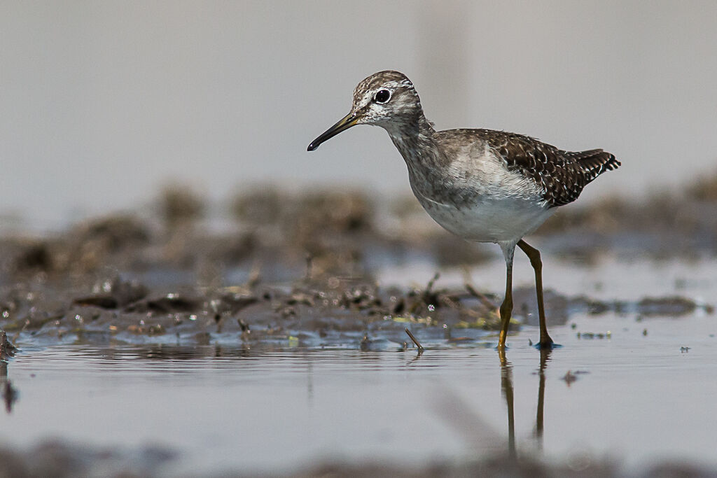 Wood Sandpiper