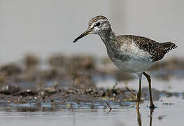 Wood Sandpiper