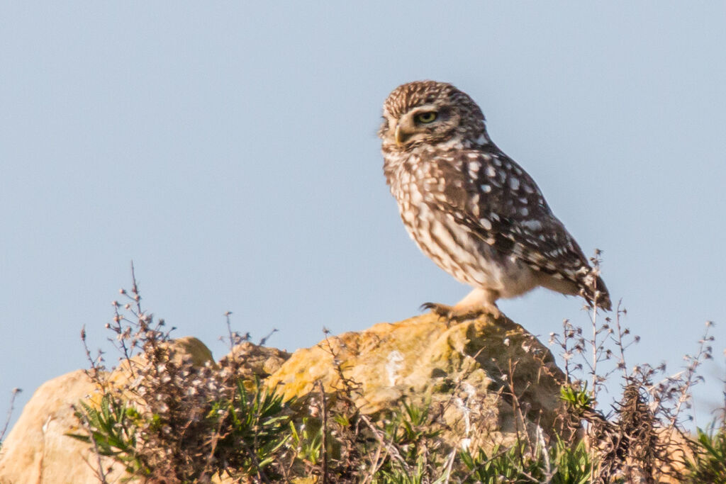 Little Owl