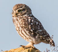 Little Owl