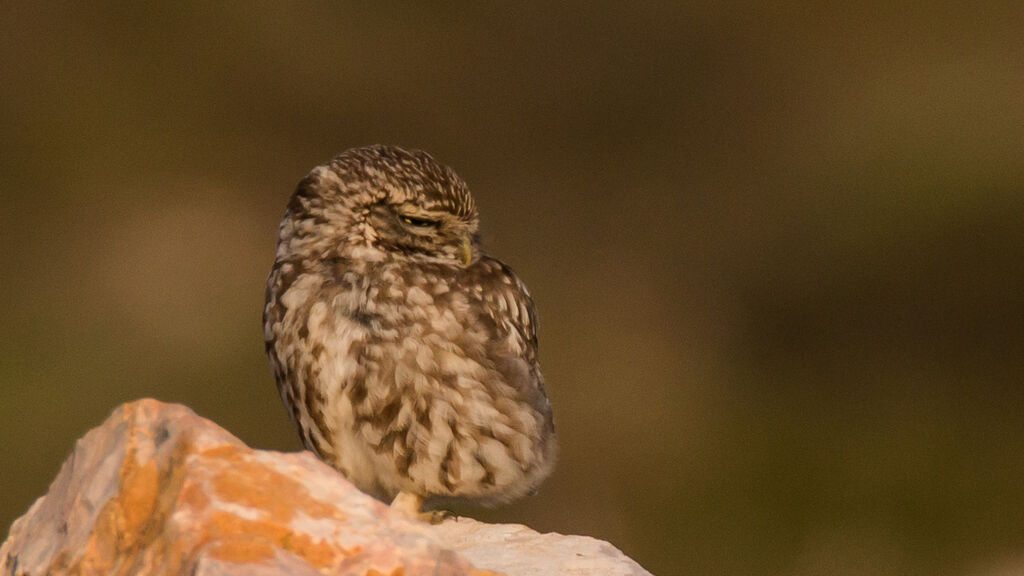 Little Owl