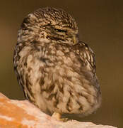 Little Owl