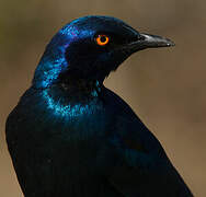 Cape Starling