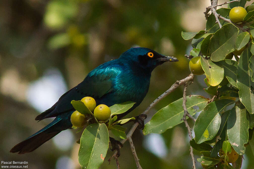 Greater Blue-eared Starlingadult, eats