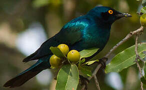 Greater Blue-eared Starling