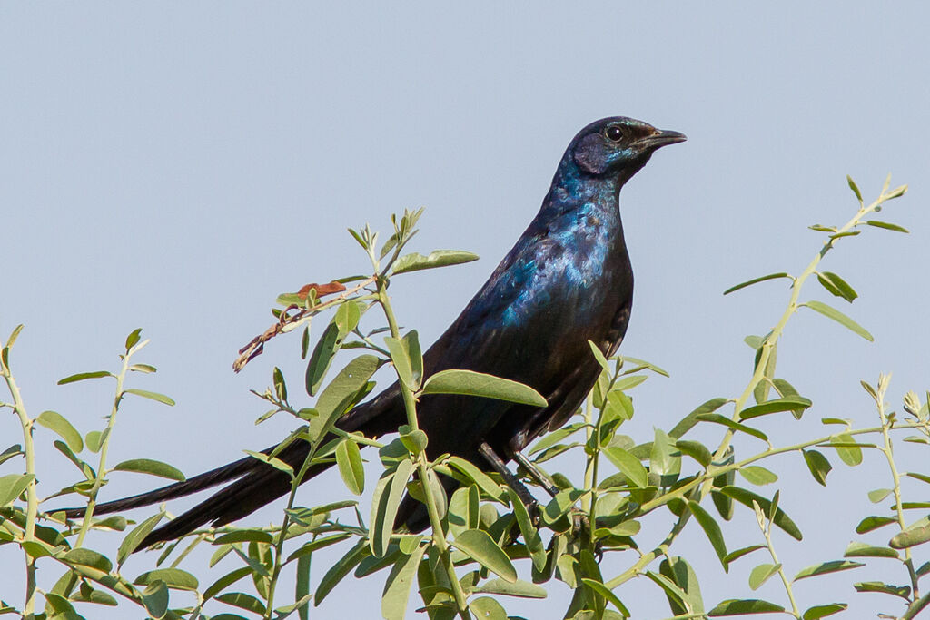 Meves's Starling