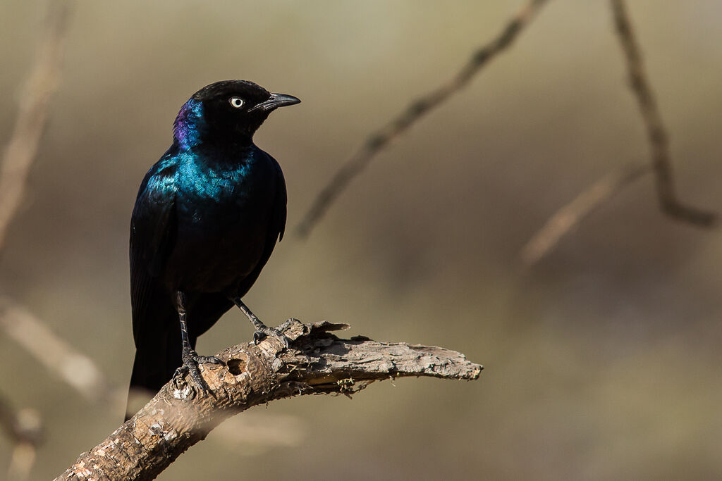 Rüppell's Starling