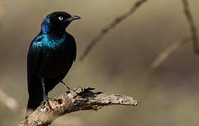 Rüppell's Starling