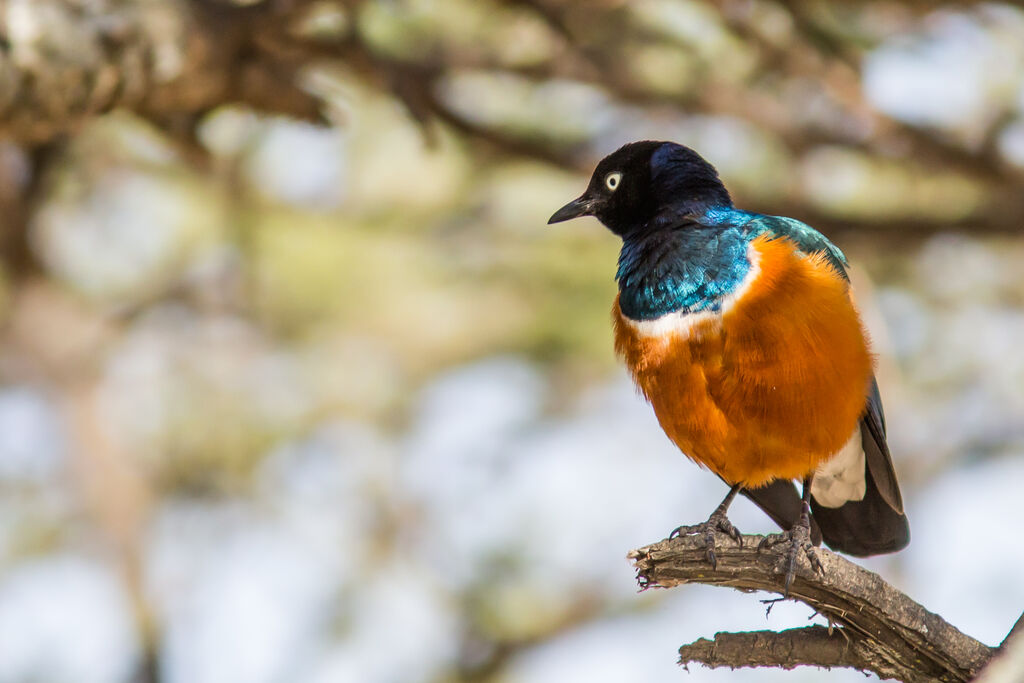 Superb Starling