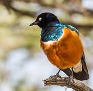 Superb Starling