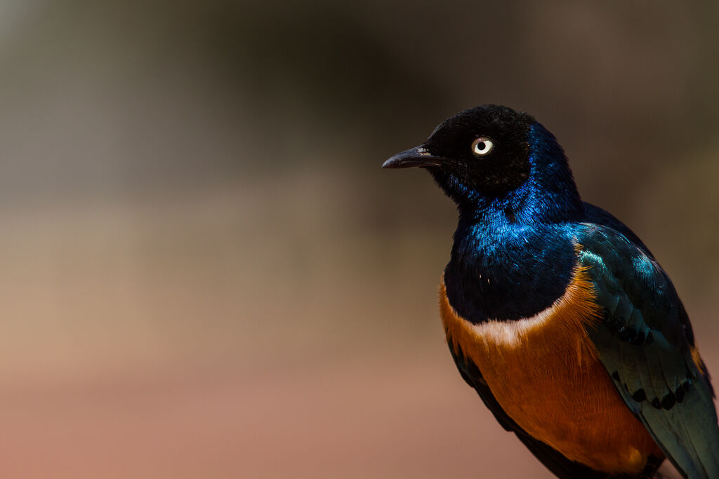 Superb Starling