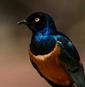 Superb Starling