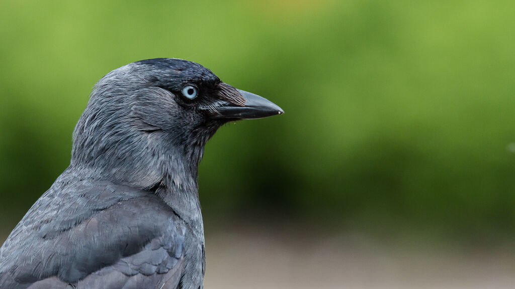 Western Jackdaw