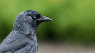 Western Jackdaw