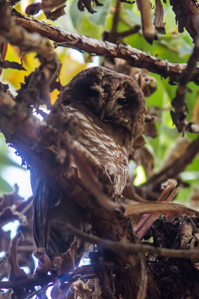 African Wood Owl