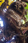 African Wood Owl