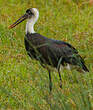 Cigogne à pattes noires