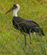 Cigogne à pattes noires