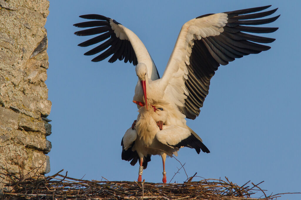 Cigogne blanche