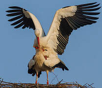 White Stork