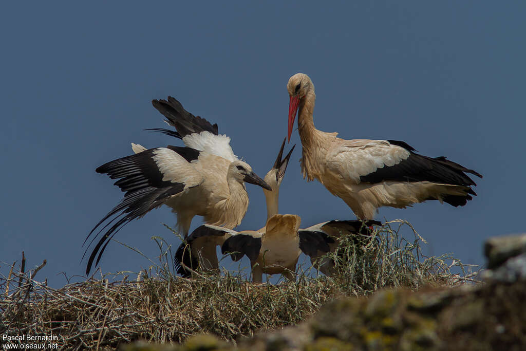 White Stork, Reproduction-nesting