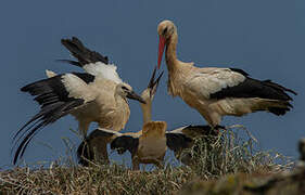 White Stork