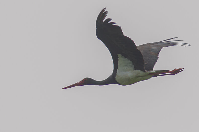 Black Stork