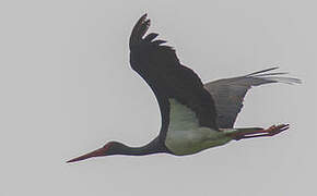 Black Stork