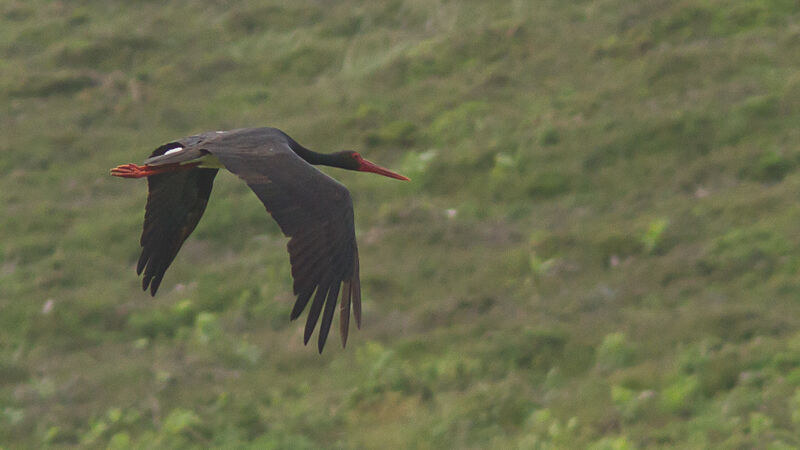 Cigogne noire