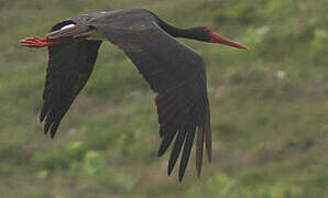 Black Stork