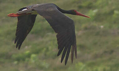 Cigogne noire