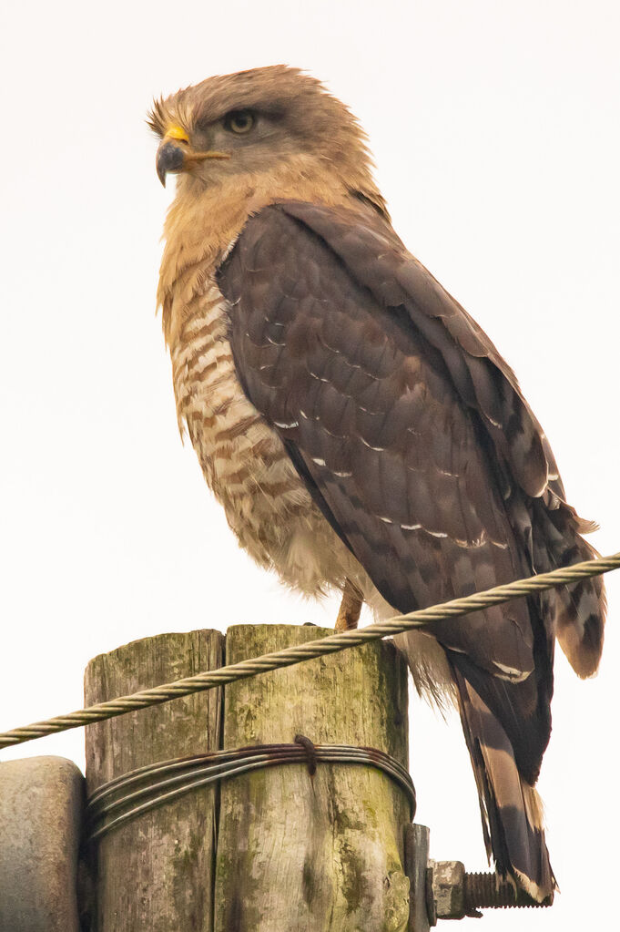 Southern Banded Snake Eagle