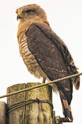 Southern Banded Snake Eagle