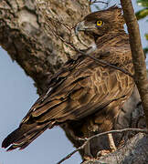 Brown Snake Eagle