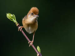 Golden-headed Cisticola