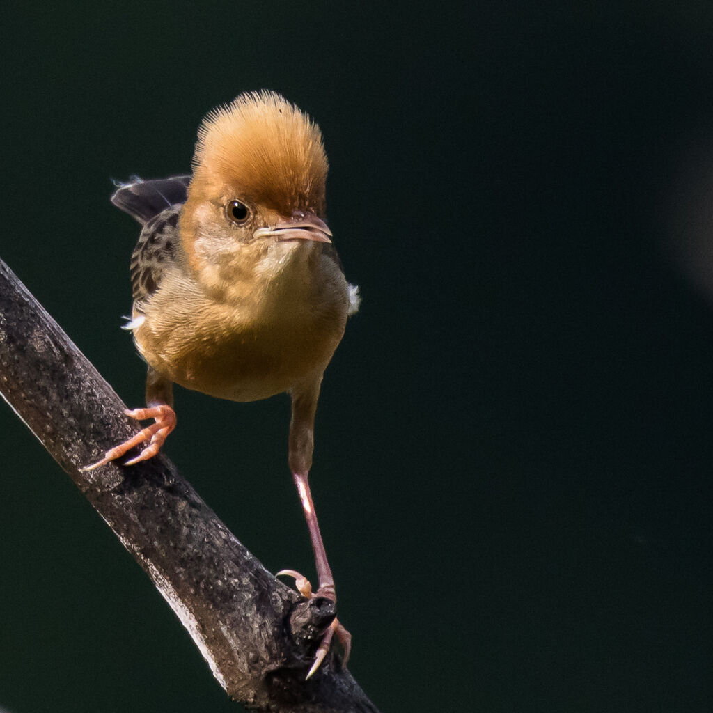 Golden-headed Cisticola, identification, close-up portrait, song