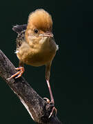 Golden-headed Cisticola