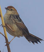 Levaillant's Cisticola