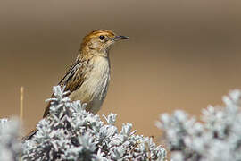 Ethiopian Cisticola