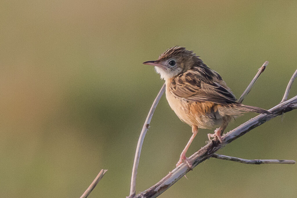 Zitting Cisticola