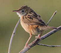 Zitting Cisticola