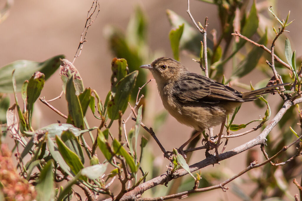 Rattling Cisticola