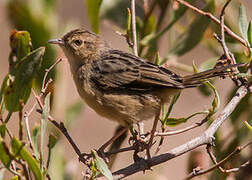 Rattling Cisticola