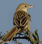 Croaking Cisticola