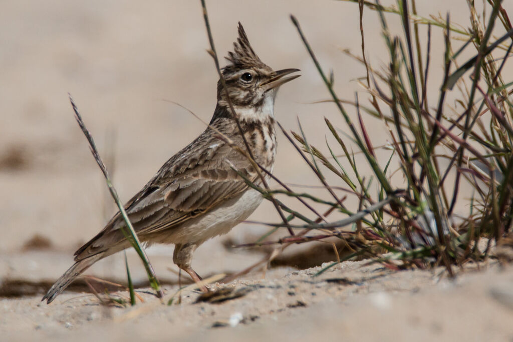 Cochevis huppé