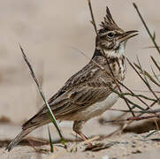 Crested Lark